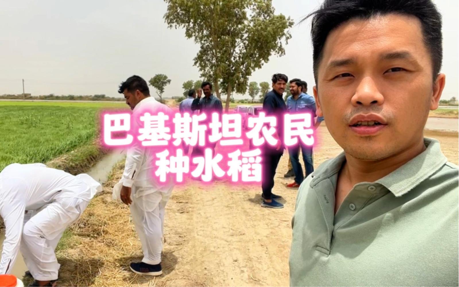 我在巴基斯坦种水稻(我在巴基斯坦种水稻怎么样)