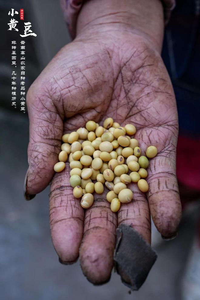 现在可以种豆子吗(现在可以种什么豆类)