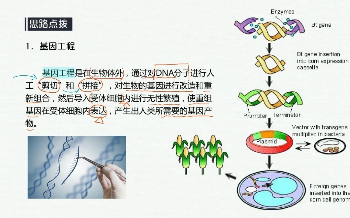 转基因技术的概念(转基因技术的概念及其应用)