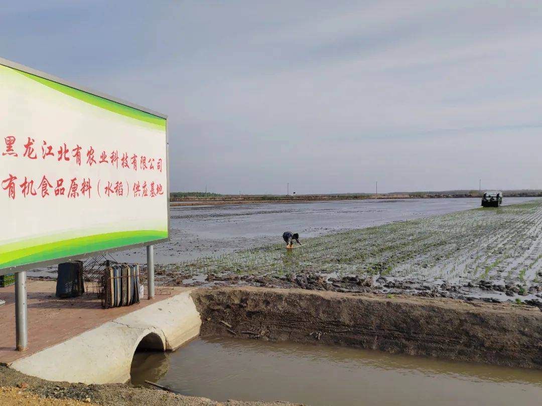 水稻订单种植(水稻订单种植条件)