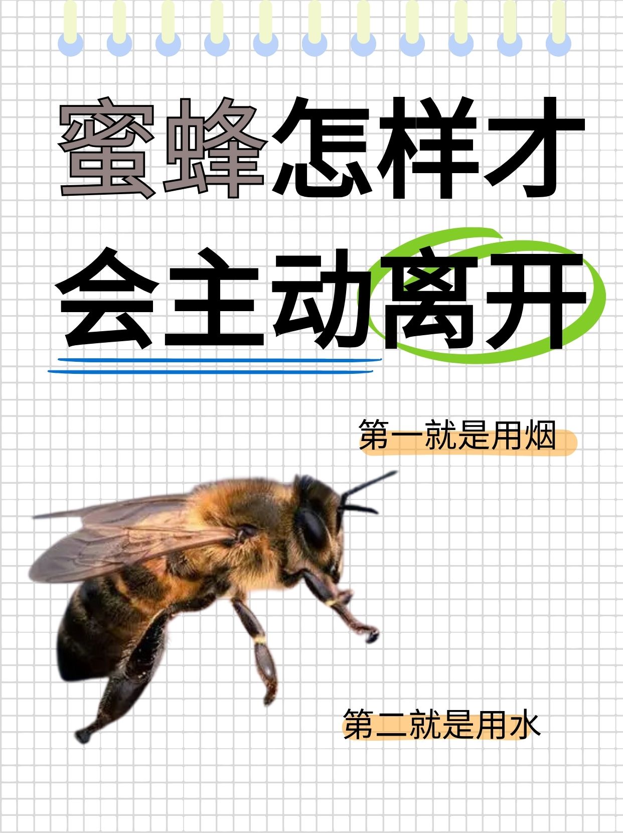 蜜蜂怎么养殖技术视频(蜜蜂怎么养殖技术视频播放)