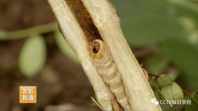 豆青虫养殖技术(豆青虫用什么药效果最好)