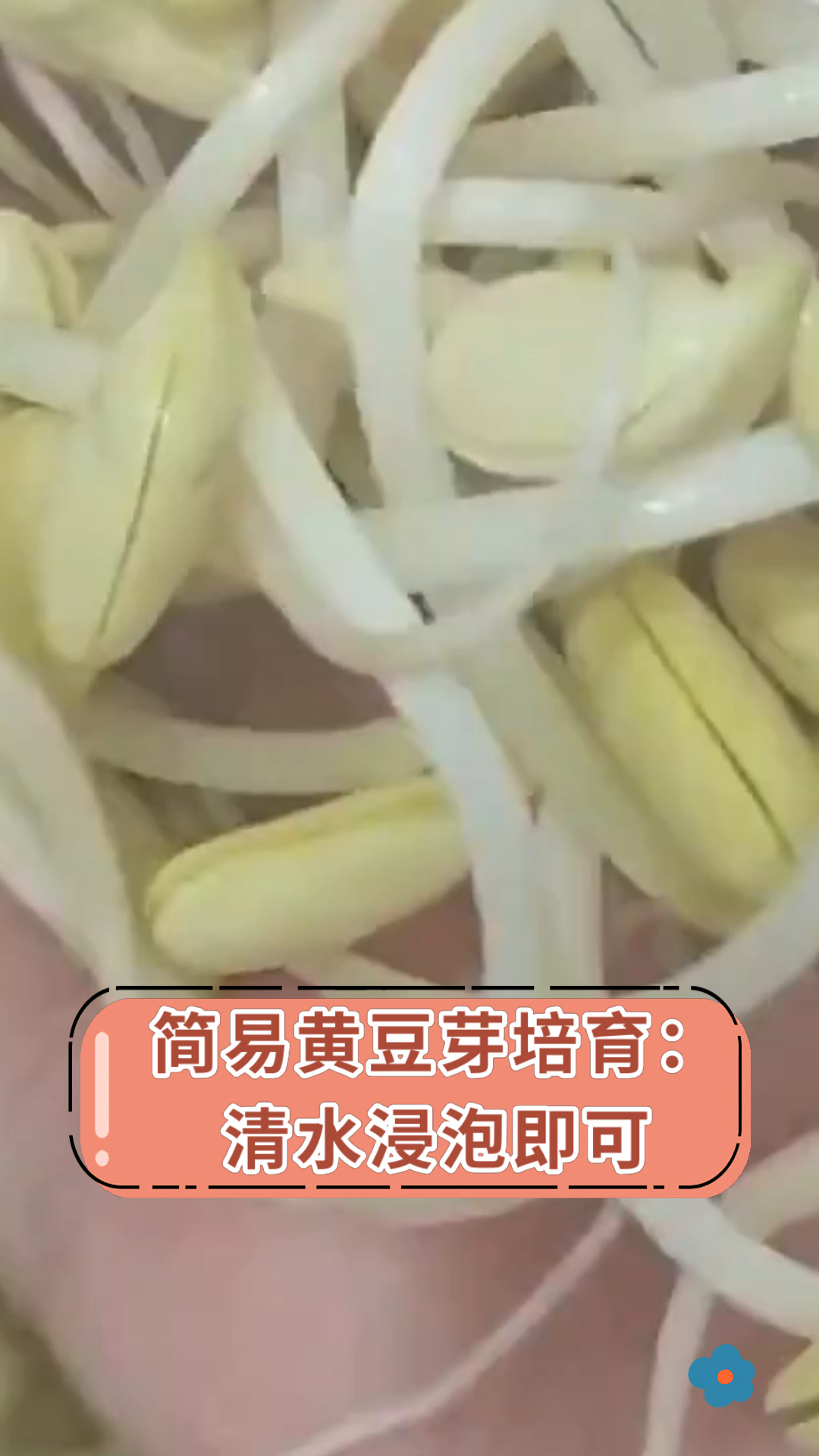 怎样培育黄豆芽(黄豆怎么培育黄豆芽)