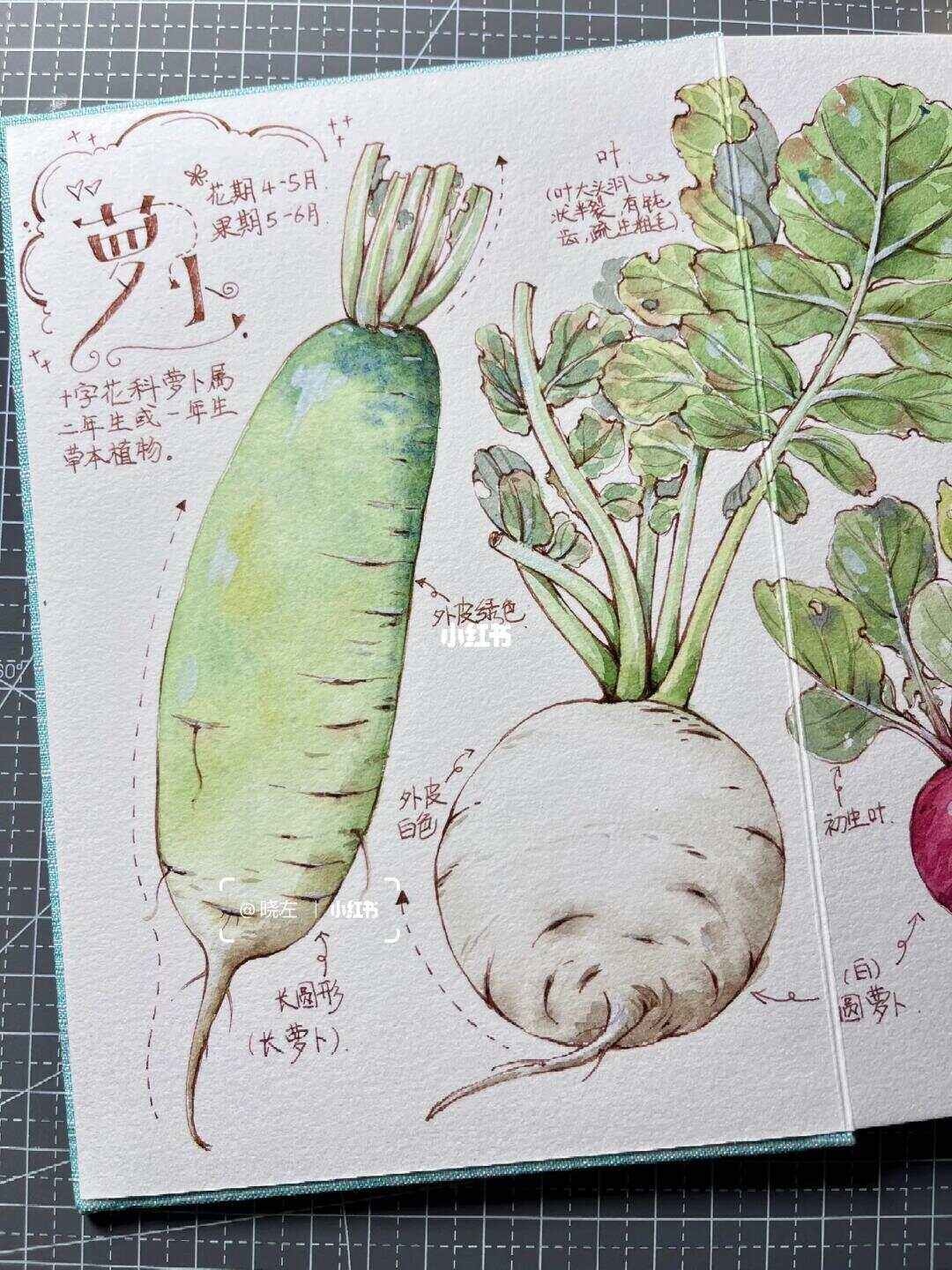 怎么种植萝卜(怎么种植萝卜又大又快)