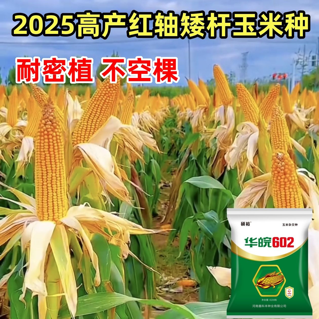 高产玉米种(高产玉米种子十大品种)