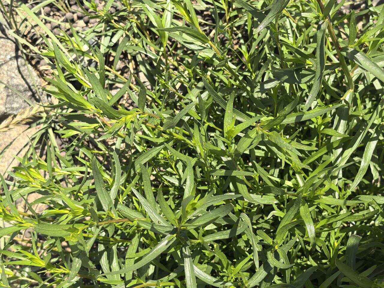 椒蒿怎么种(椒蒿怎么种植)