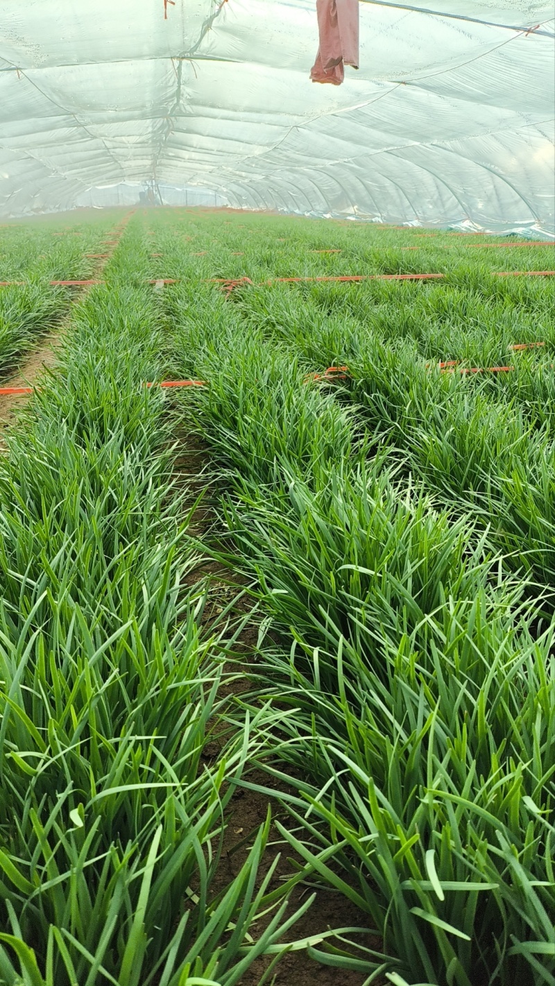 冬天大棚韭菜种植方法(冬天大棚韭菜种植方法视频教程)