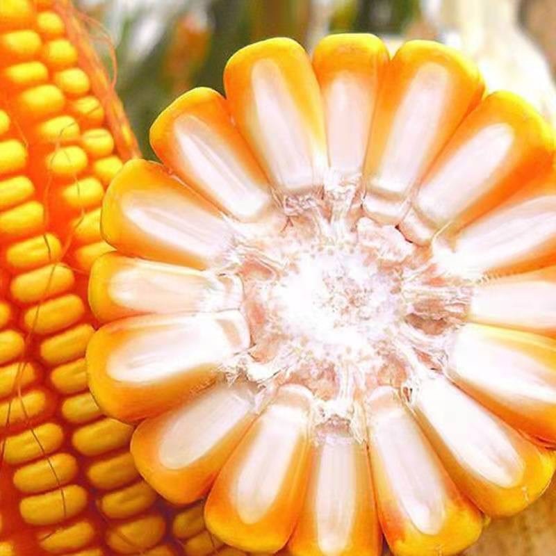 抗高温的玉米品种有哪些(抗高温玉米种高产有些品种)