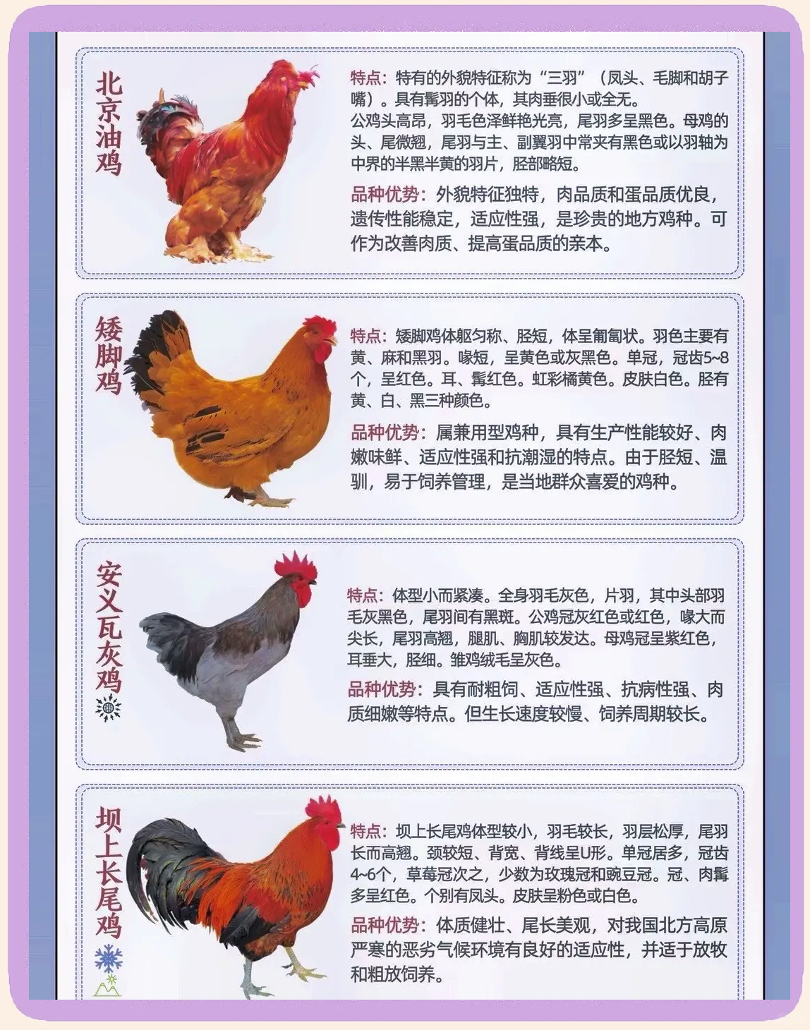 养500只鸡利润是多少(养鸡500只需投资多少钱?一年能收多少钱)