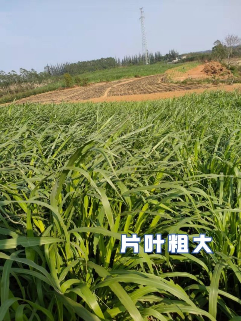 玉米草和甜象草哪个好(甜象草与玉米草的区别?)