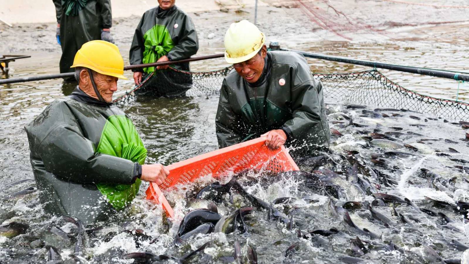 水产养养殖(水产养养殖使用的土霉素是干什么的)