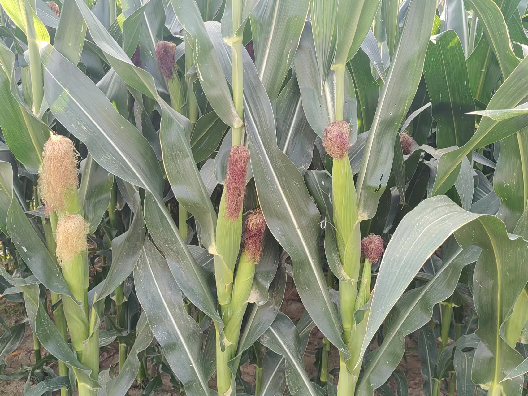 适合旱地种植的玉米品种(旱地种植玉米怎样提高产量)