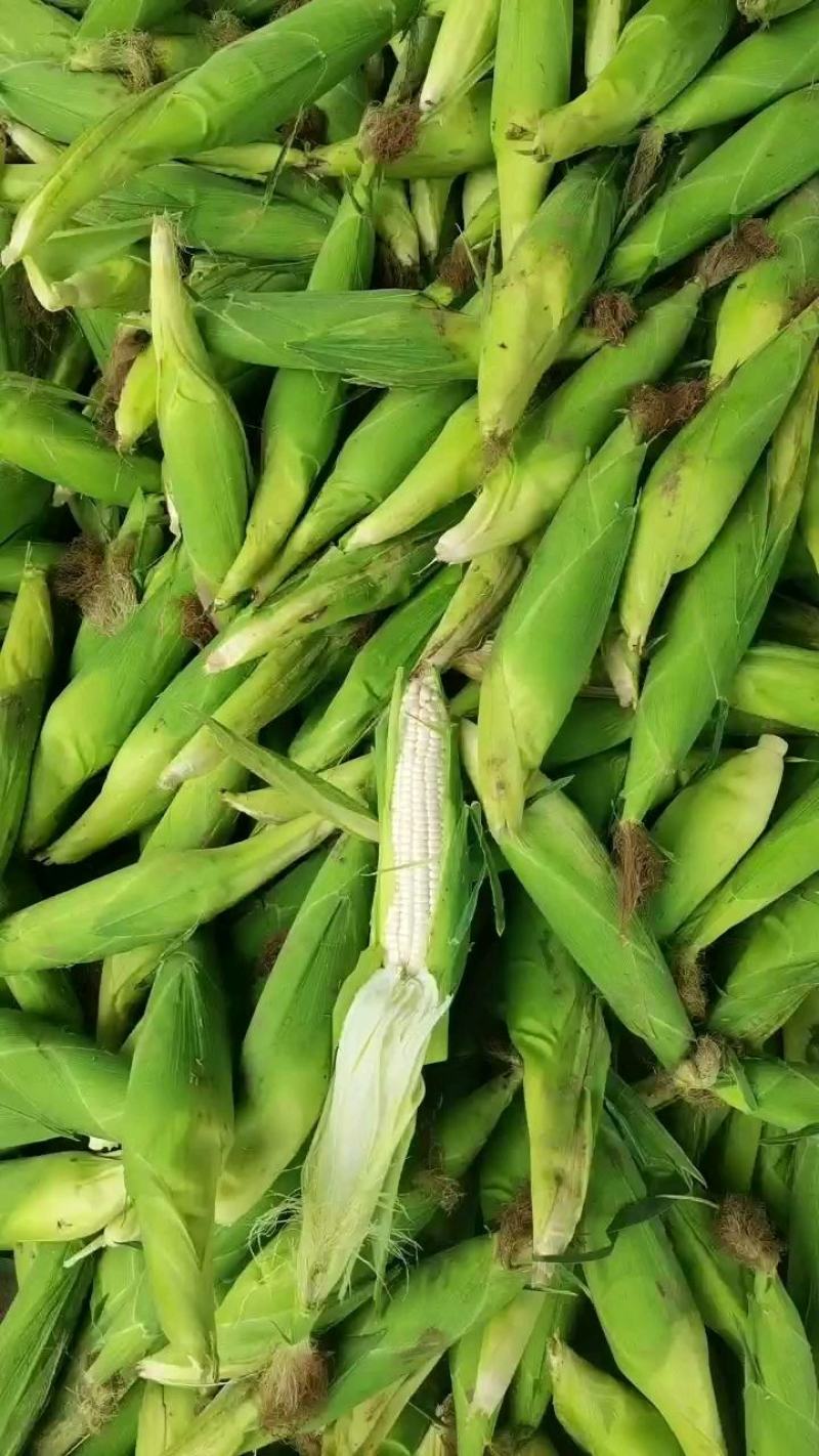 适合旱地种植的玉米品种(旱地种植玉米怎样提高产量)
