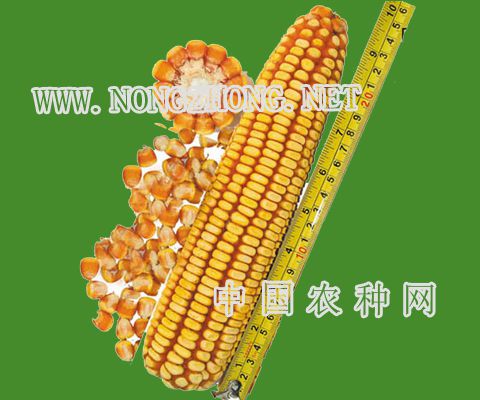 鲁单9032玉米种简介(鲁单9088玉米品种审定公告)