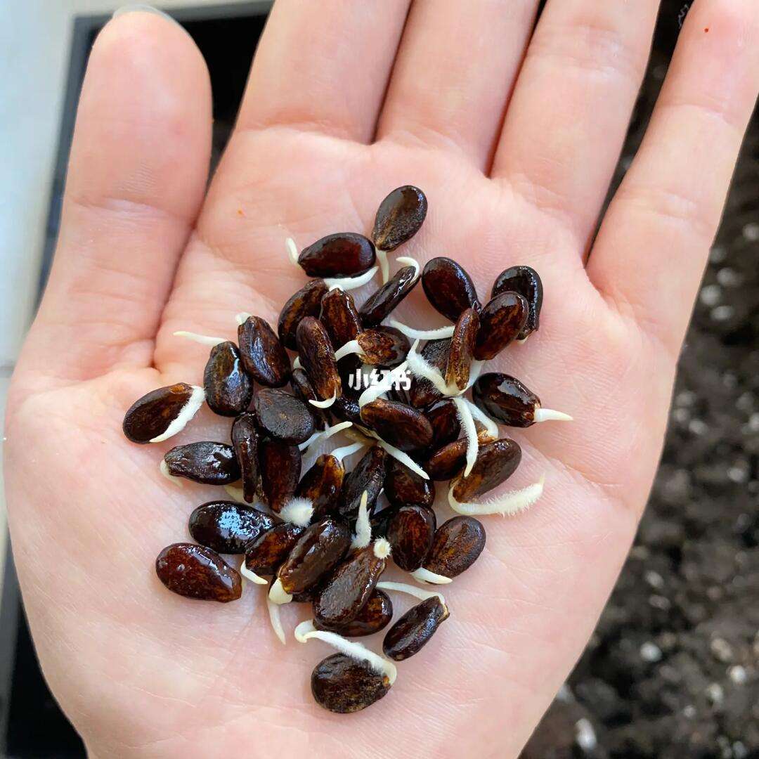种西瓜多久发芽(种植西瓜几天发芽?)