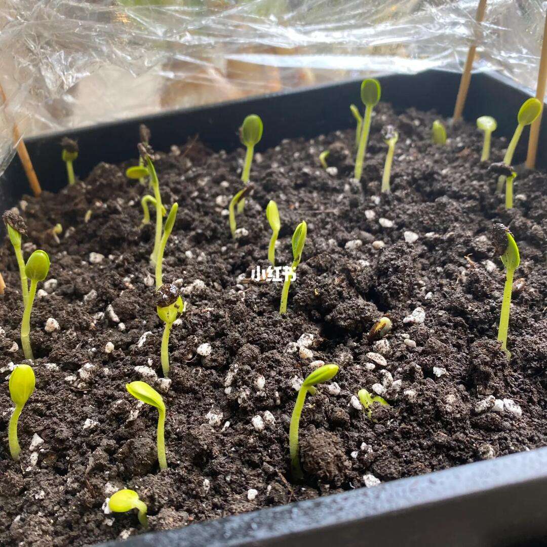 种西瓜多久发芽(种植西瓜几天发芽?)