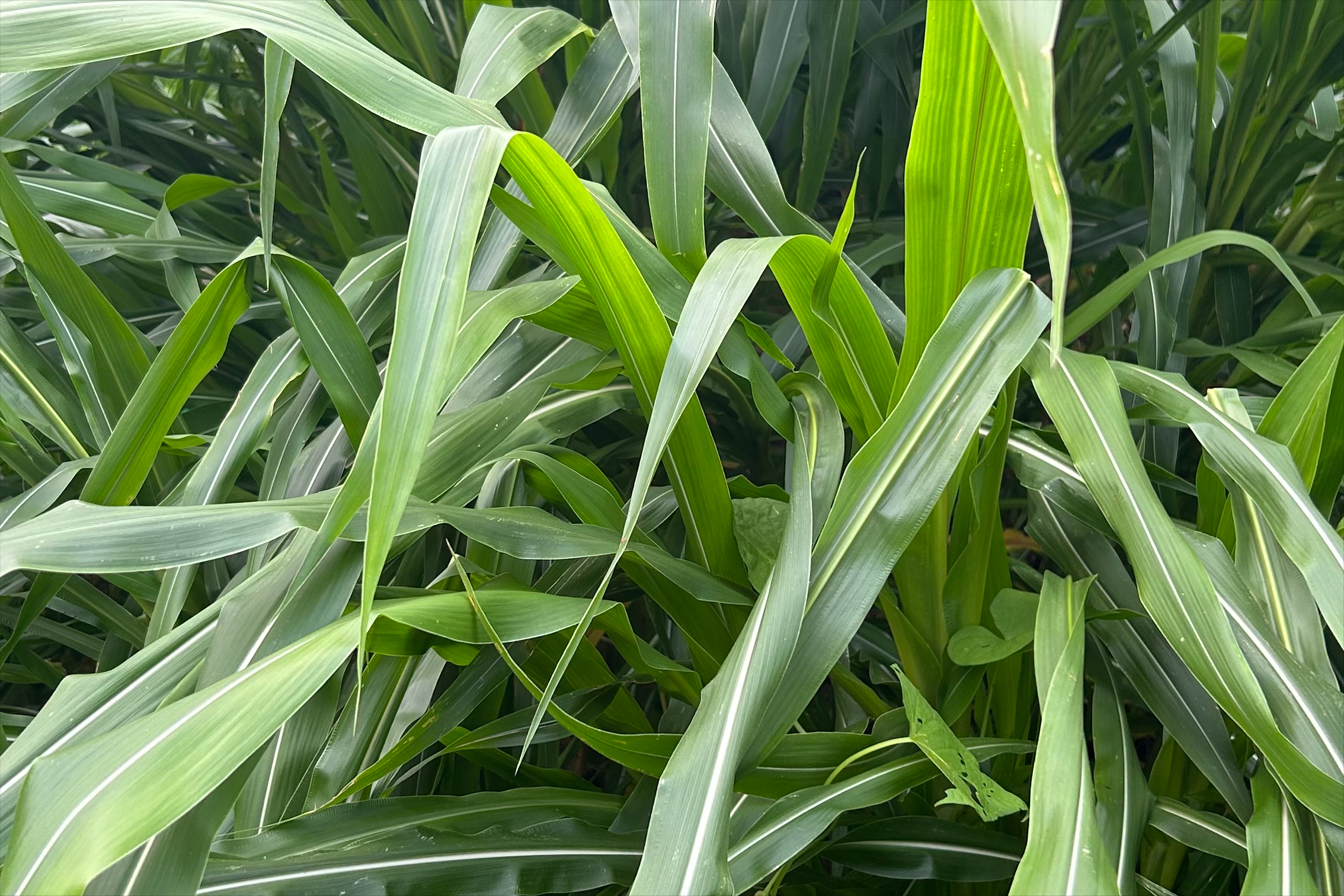 墨西哥玉米草的种植方法(墨西哥玉米草种植方法距离)