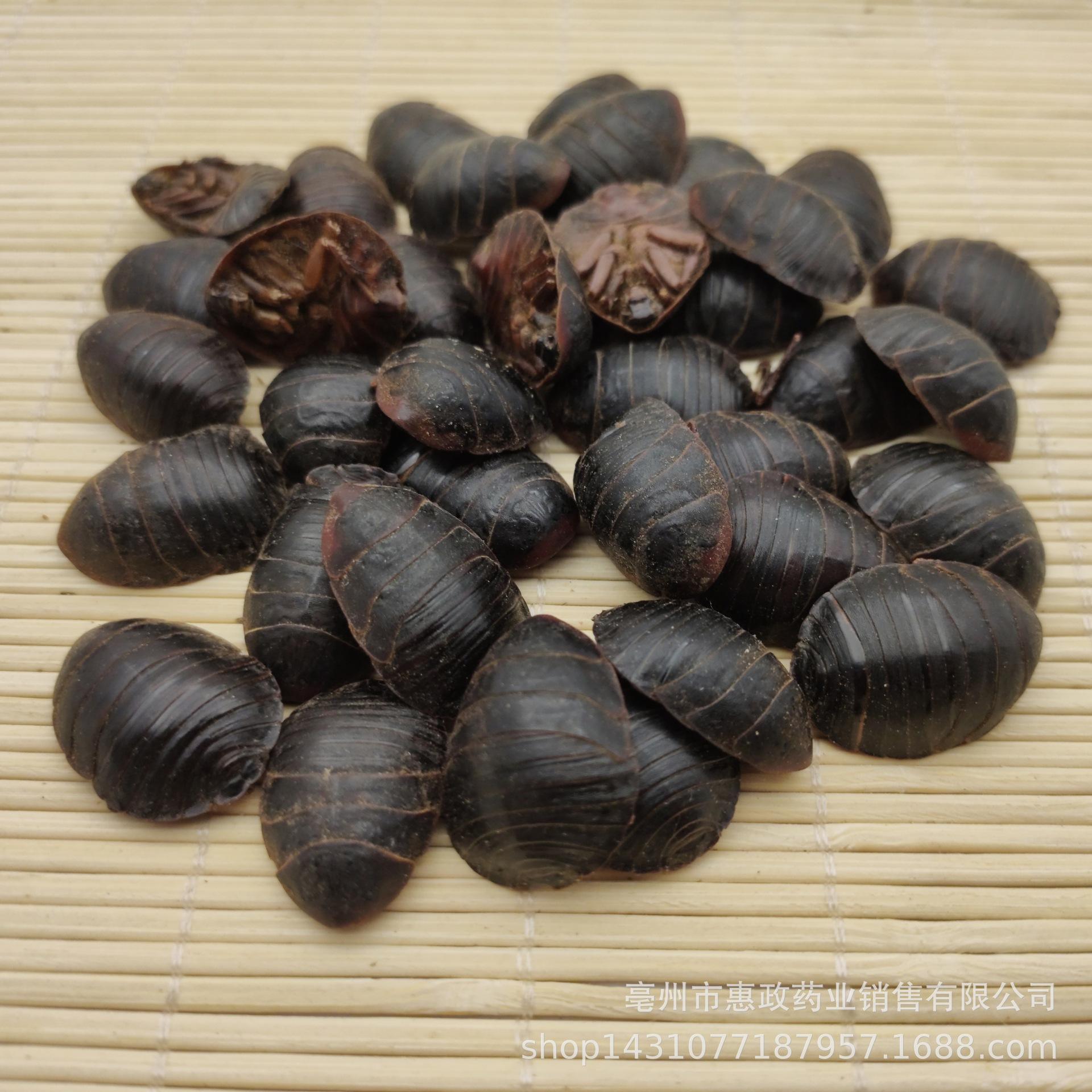 在土里的昆虫有哪些(一种生活在土里的虫子)