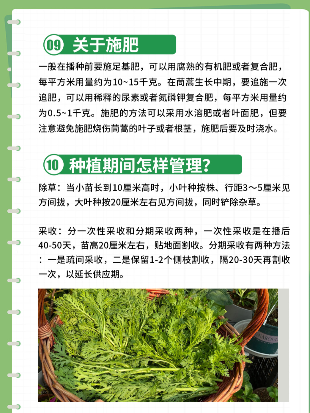 茼蒿的种植温度(茼蒿的种植温度要求)