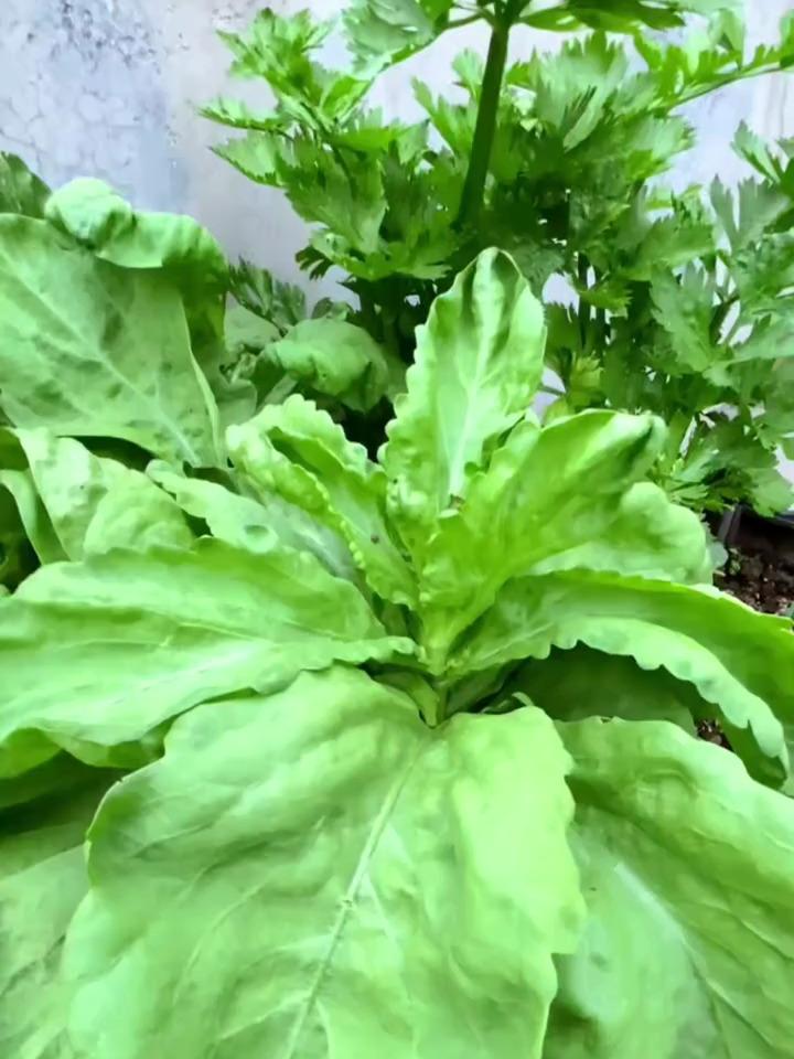 茼蒿的种植温度(茼蒿的种植温度要求)