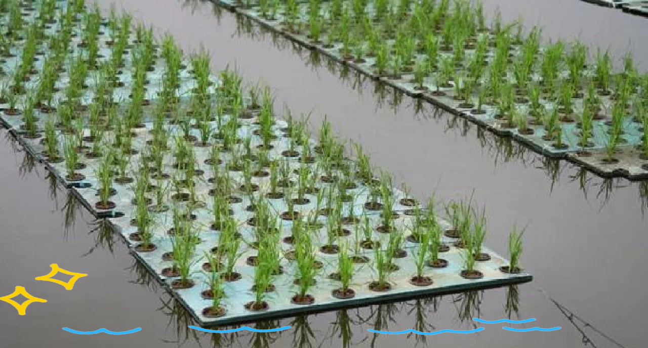 水上无土种植水稻技术(水上无土种植水稻技术方案)