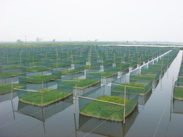 水上无土种植水稻技术(水上无土种植水稻技术方案)
