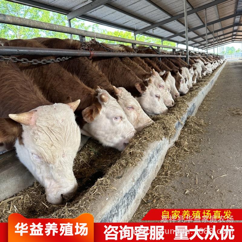 犊牛饲养技术(标题 犊牛饲养管理要注意哪些问题?)