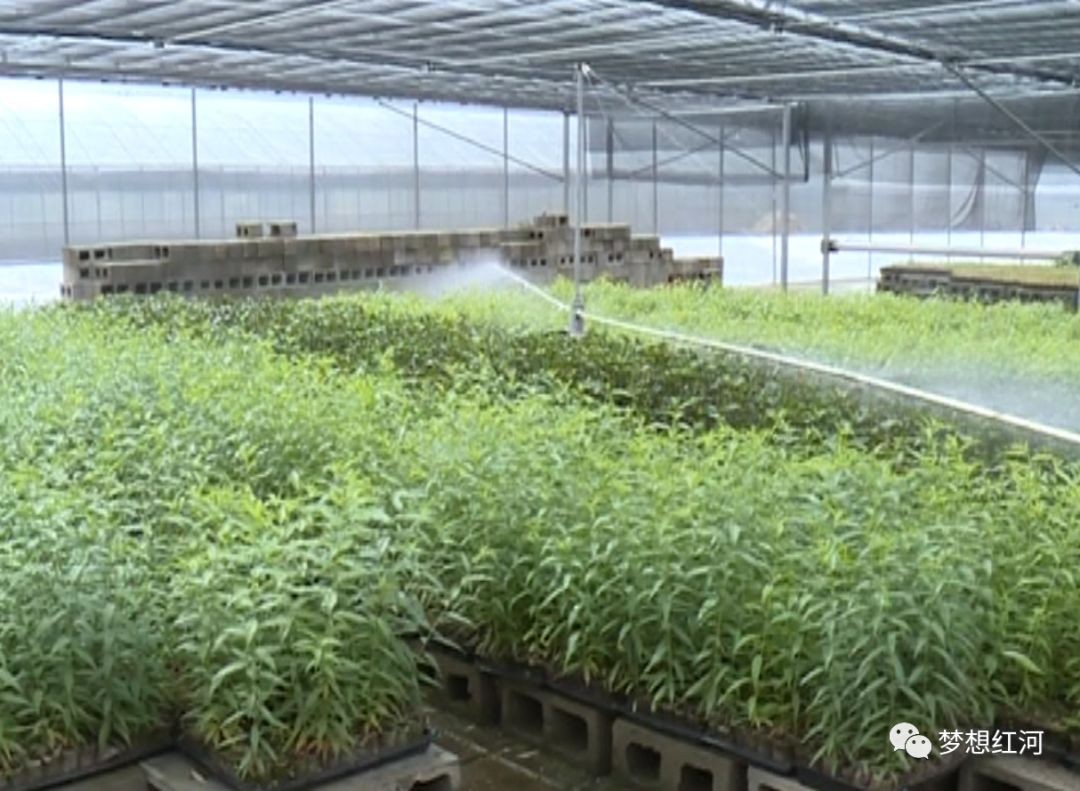 基质育苗工厂(育苗基质生产流程)