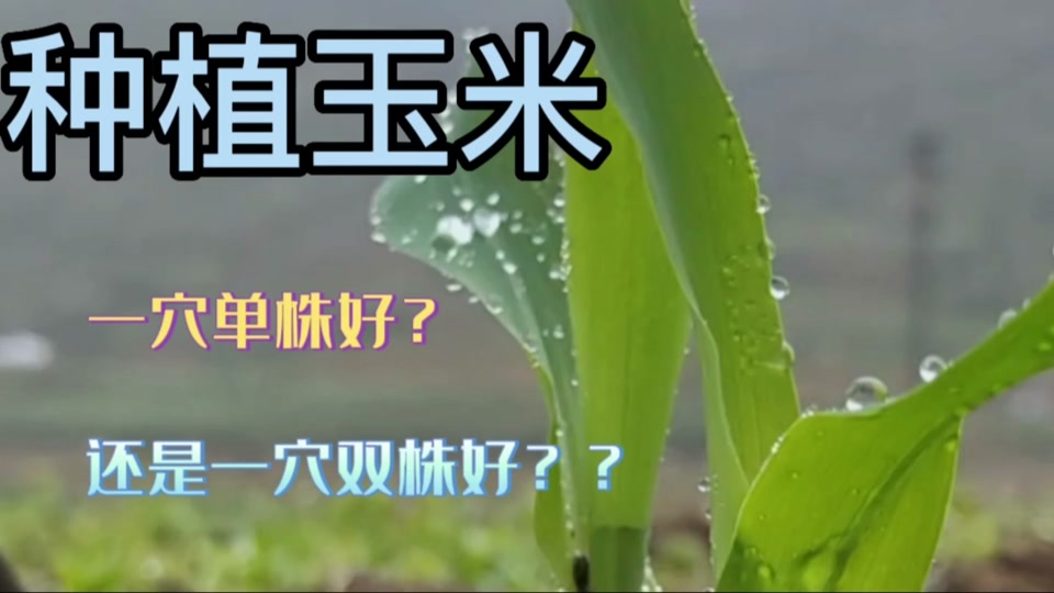 四川几月种玉米(玉米什么时候播种四川)