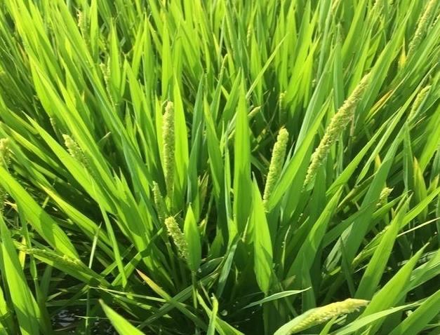 汉中市水稻种植面积(汉中市水稻种植面积2023)