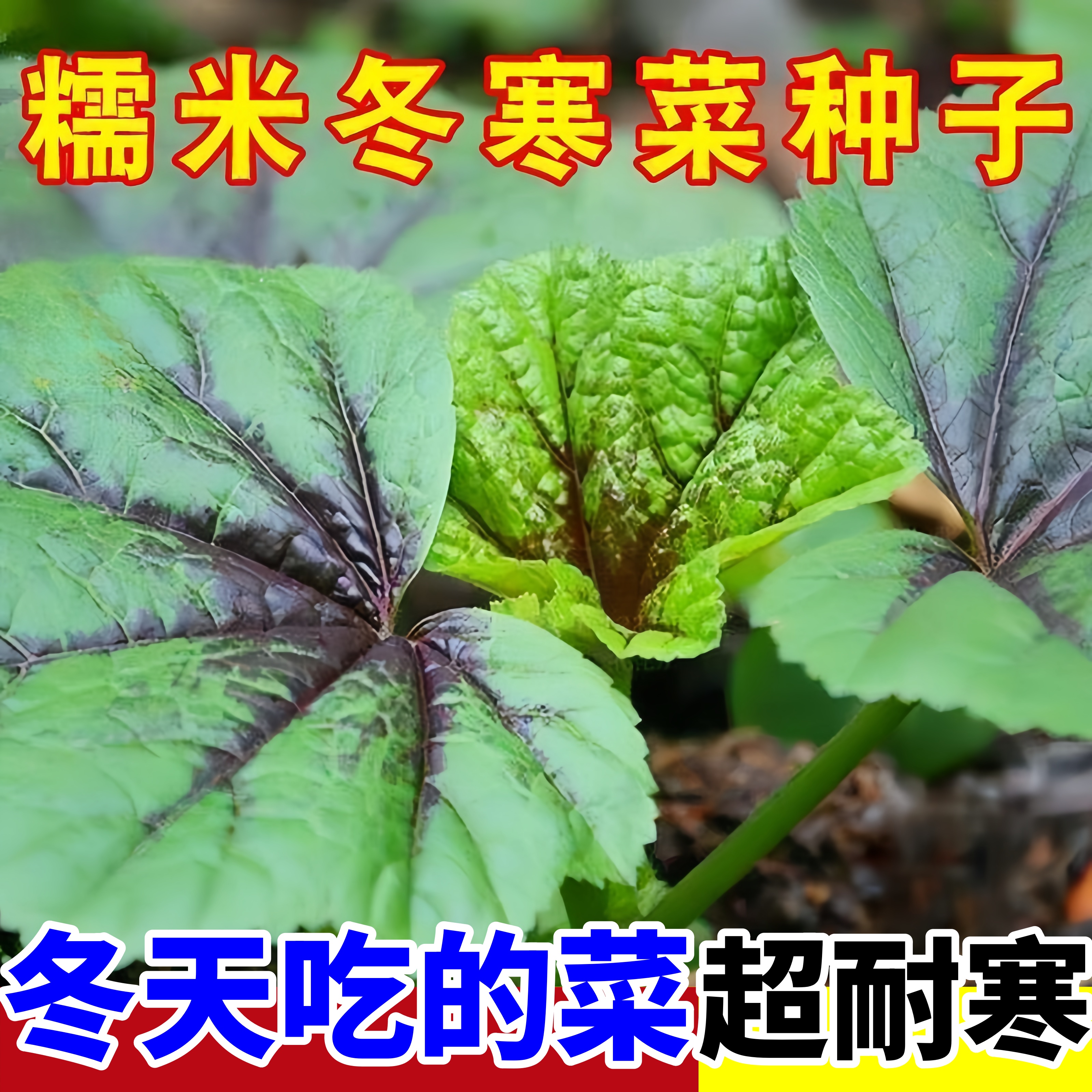 冬寒菜种植技术和种植时间(冬寒菜种植技术和种植时间是多少)
