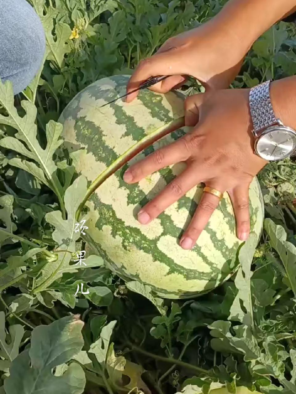 一亩地可以种多少西瓜(一亩地种多少西瓜产量多少)