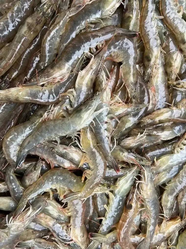 淡水河虾养殖技术大全的简单介绍