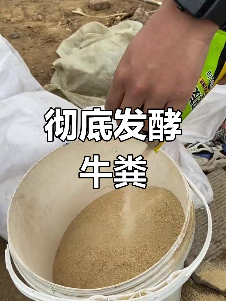 养牛牧草发酵技术(养牛牧草发酵技术要求)