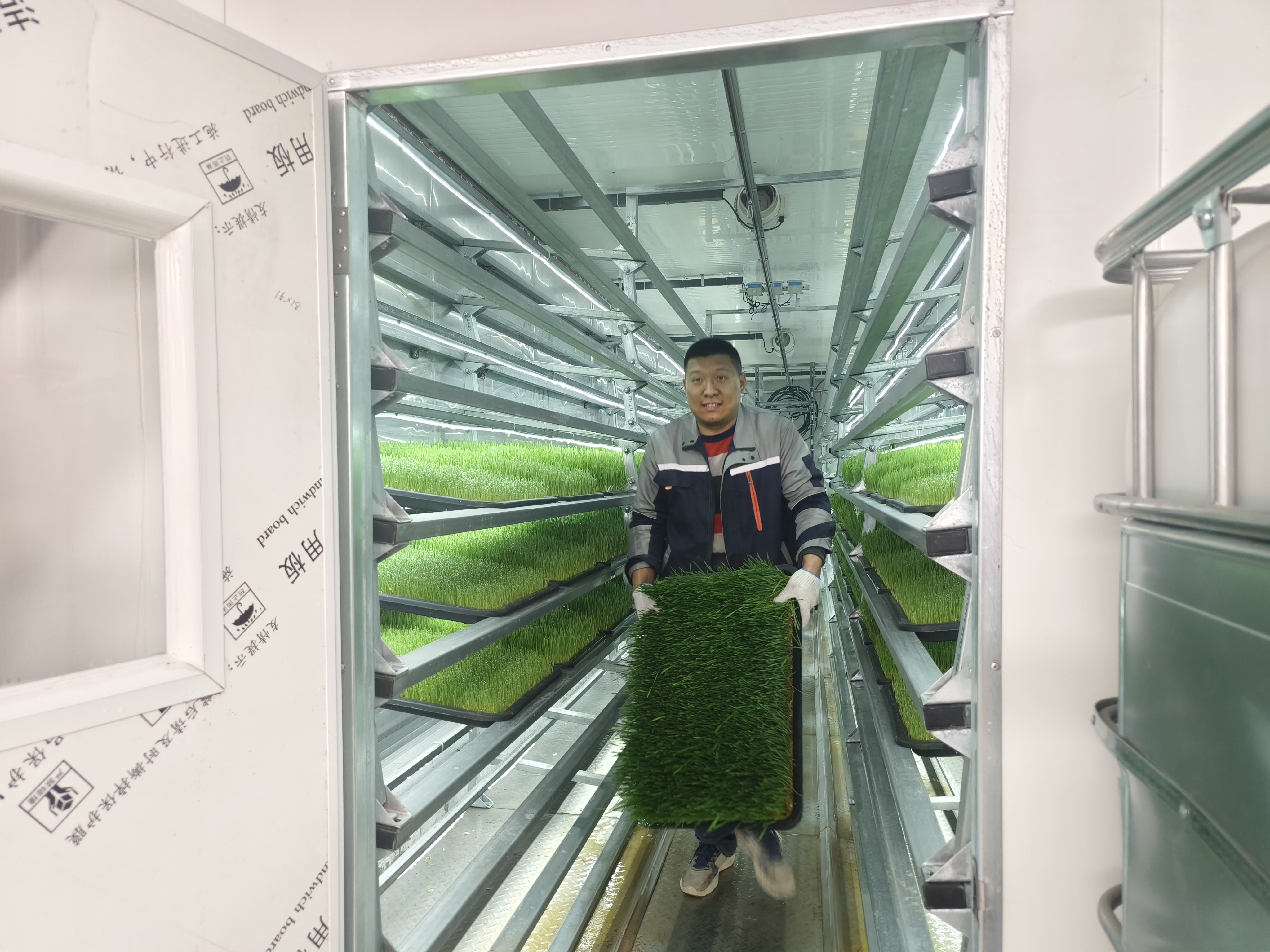 养牛牧草发酵技术(养牛牧草发酵技术要求)