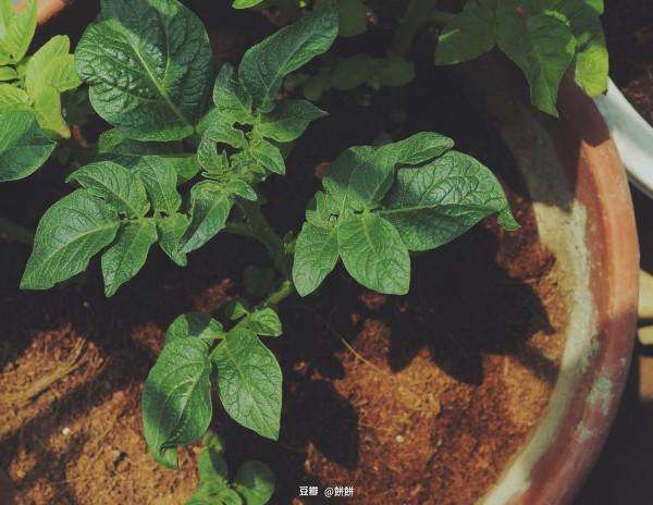 阳台种植土豆(阳台种植土豆什么时候可以收获)