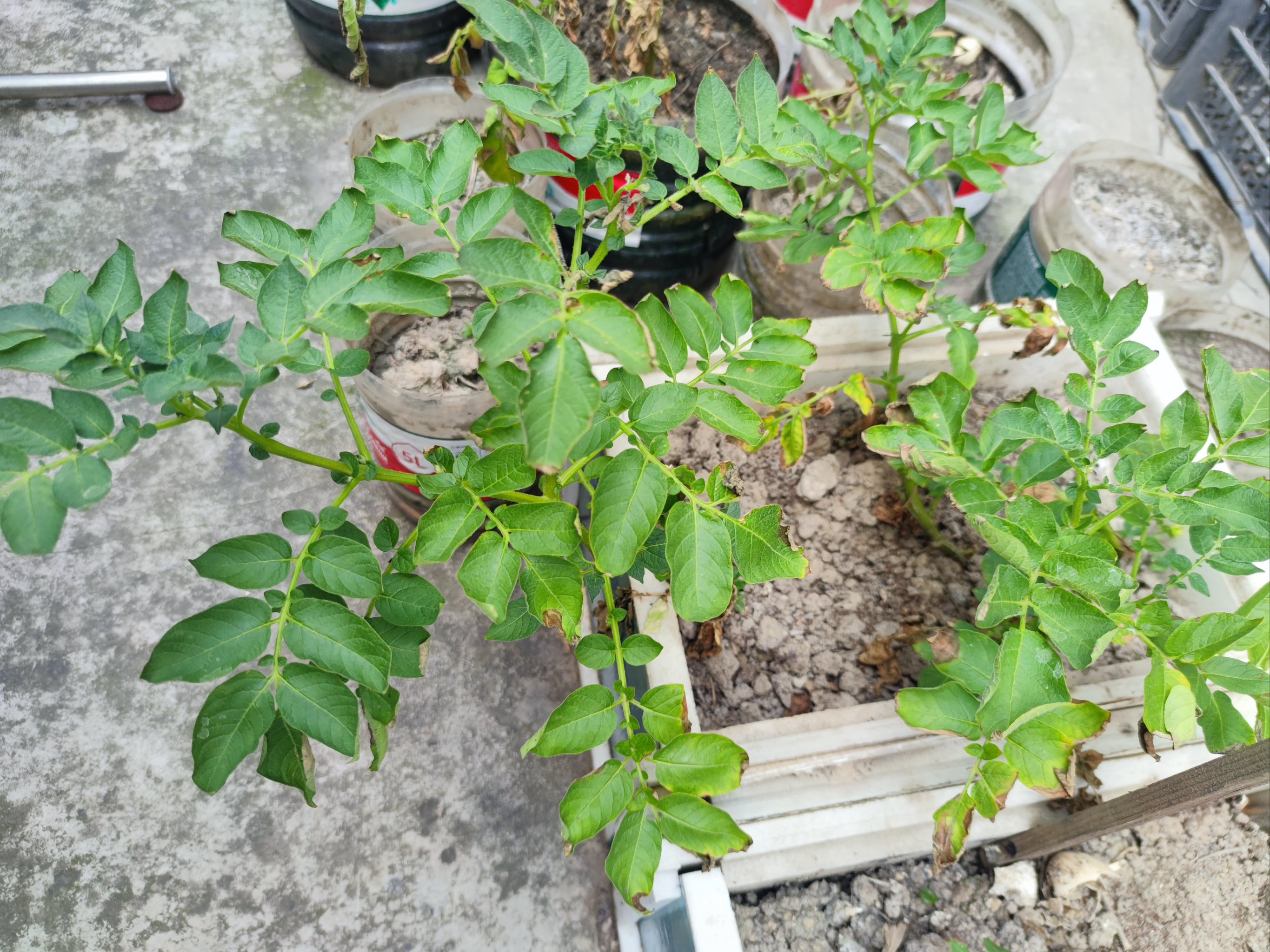 阳台种植土豆(阳台种植土豆什么时候可以收获)
