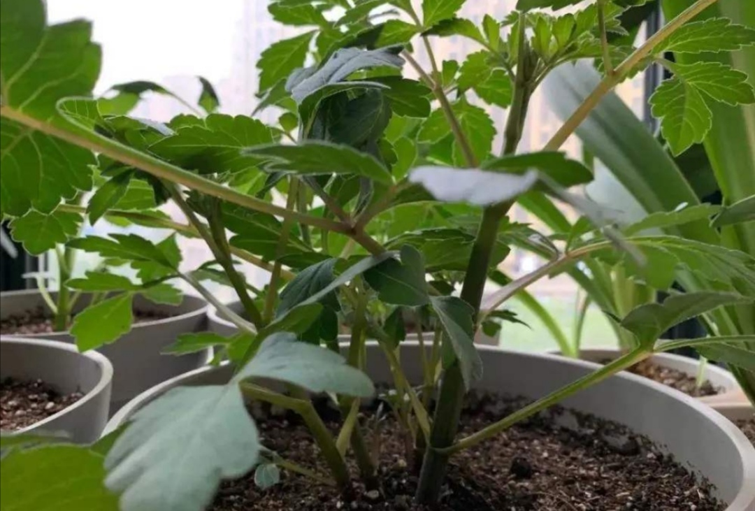 大丽花的种球几月份种(大丽花种球种植时间和方法)