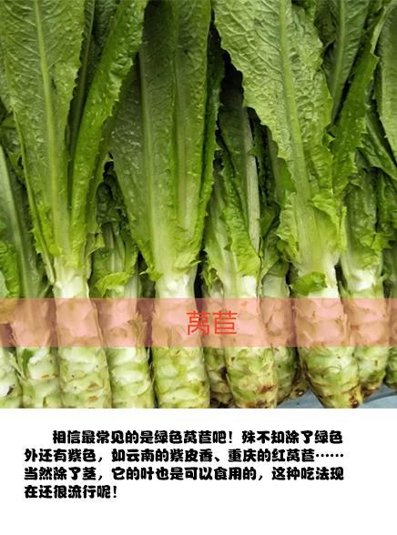 莴苣和油麦菜(莴苣和油麦菜哪个好吃)