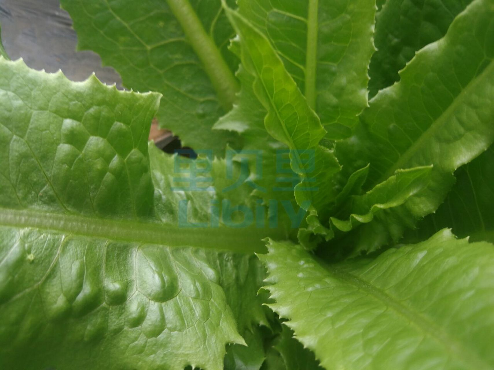 莴苣和油麦菜(莴苣和油麦菜哪个好吃)