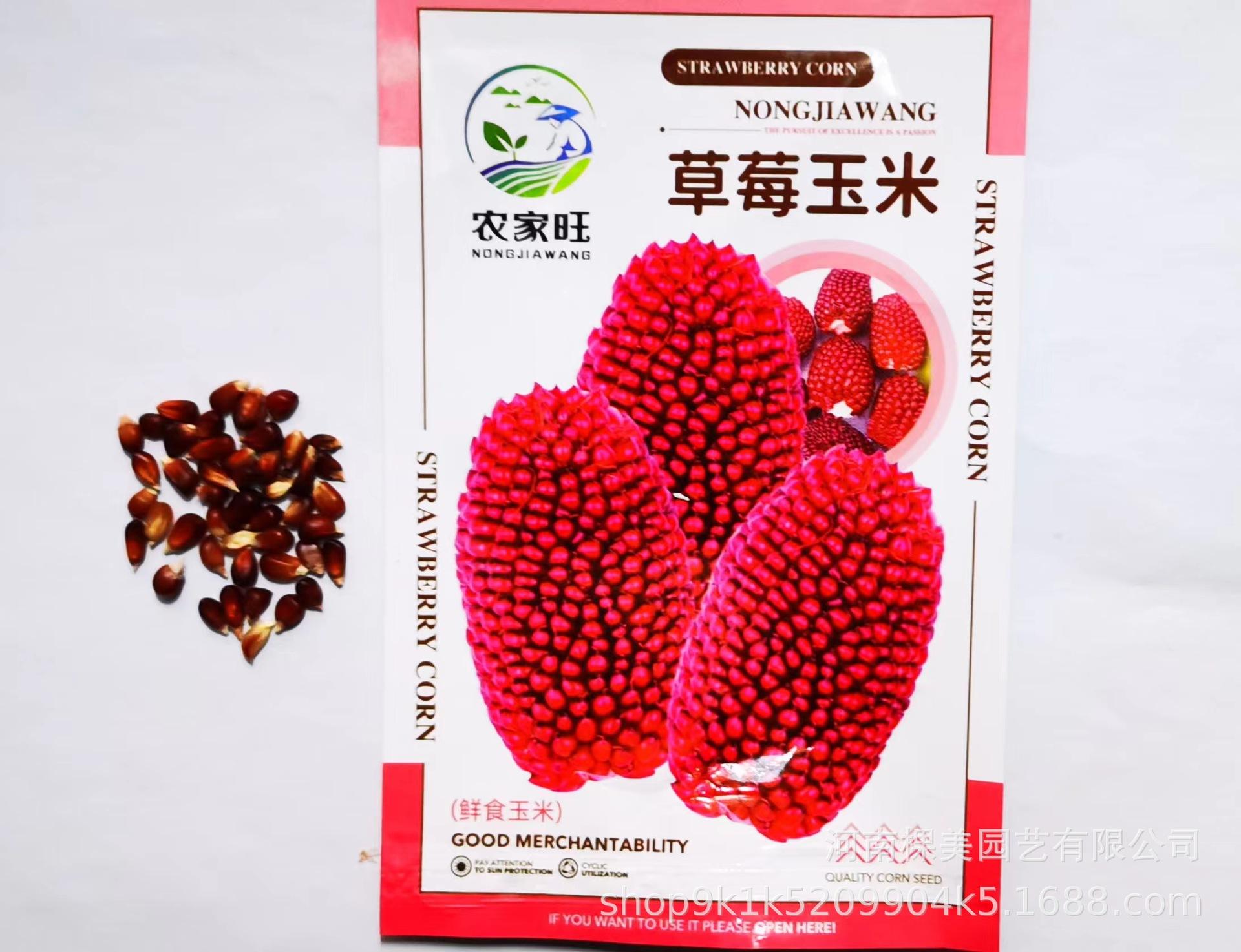 草莓玉米怎么种植技术视频(草莓玉米怎么种植技术视频教程)
