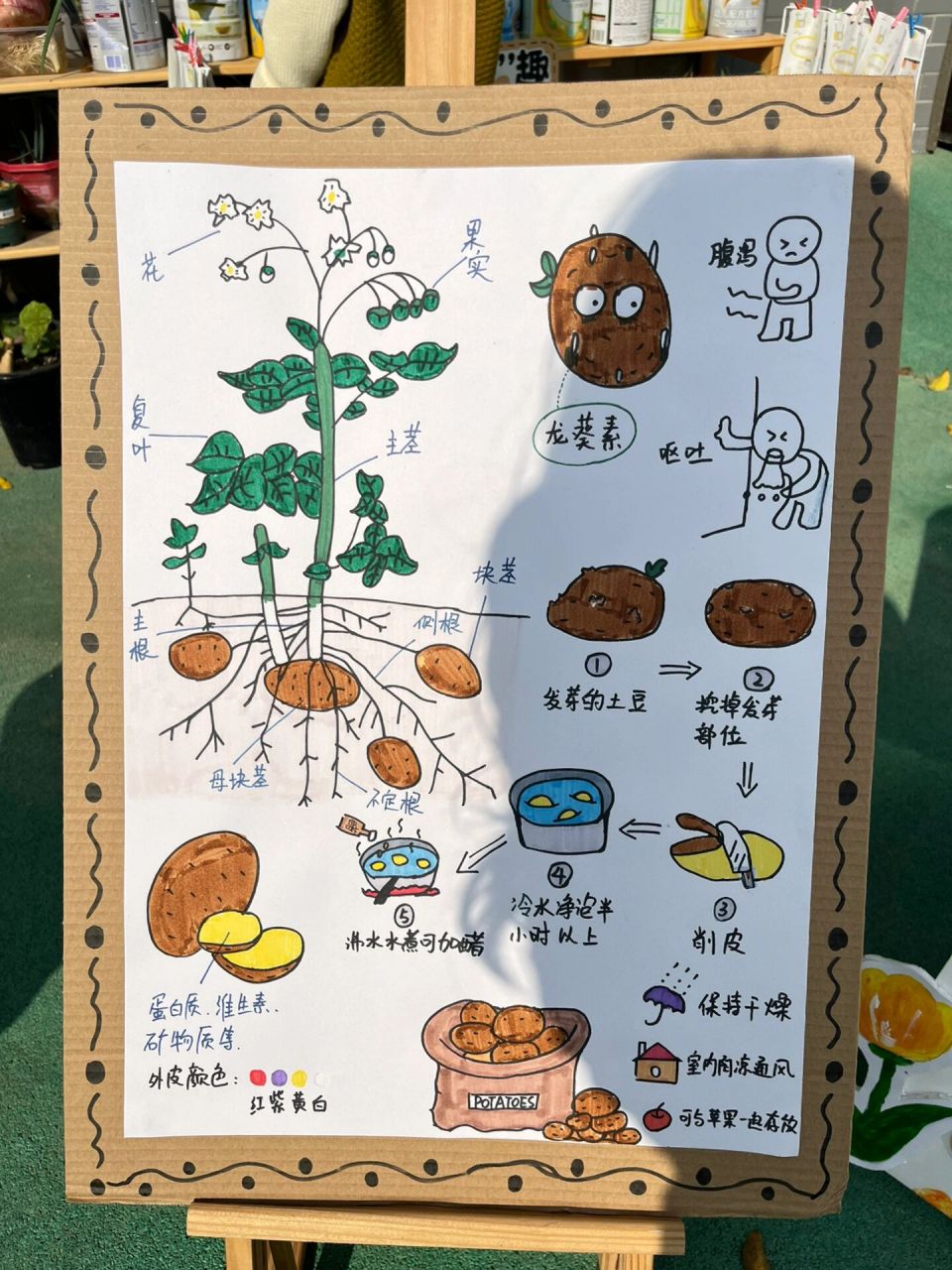 洋芋种植时间(洋芋种植时间表)