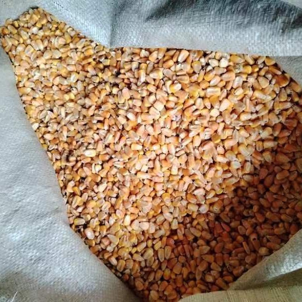 新疆玉米品种(新疆玉米品种引种公告)