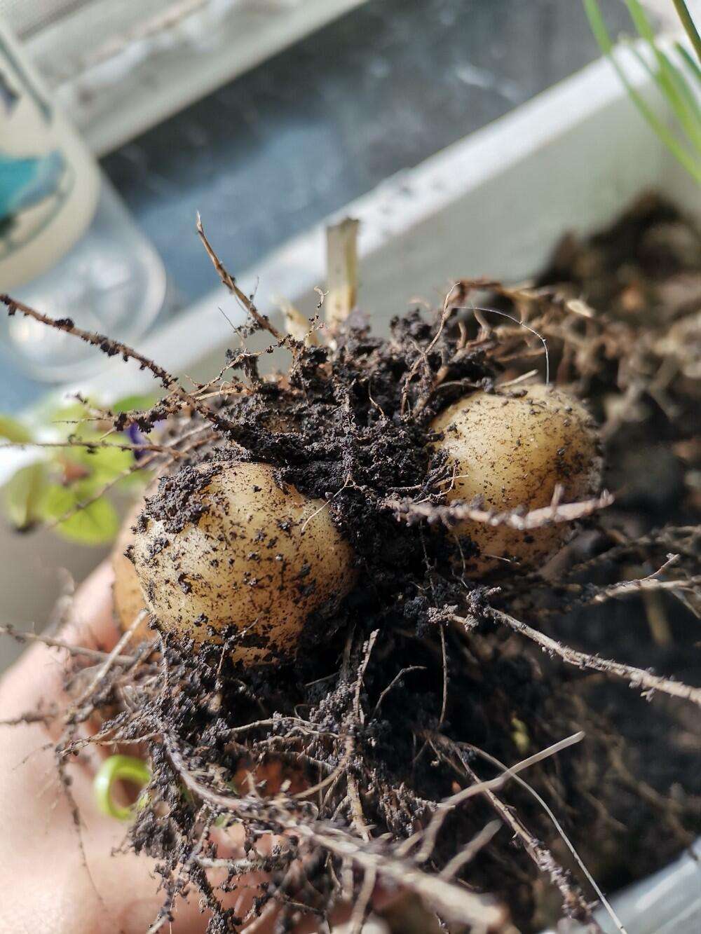 种的土豆(种的土豆要经常浇水吗)