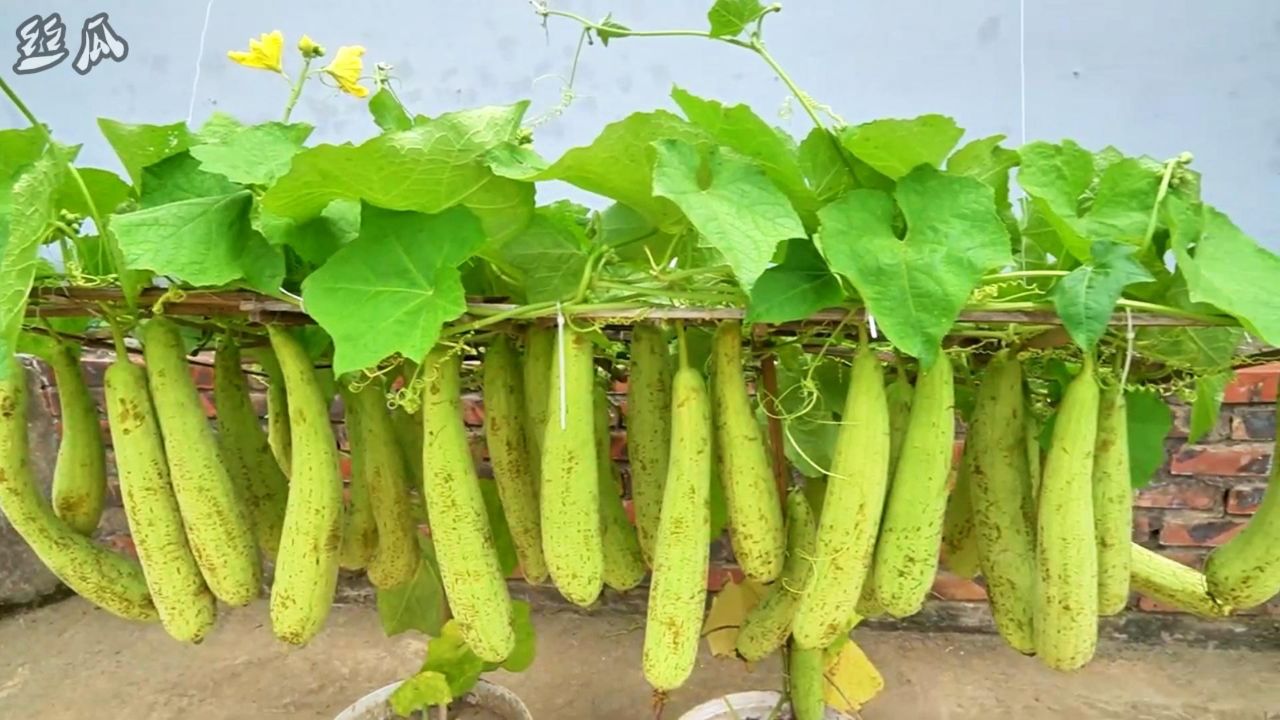 几月份种丝瓜才能多结瓜(几月份种丝瓜才能多结瓜呢)