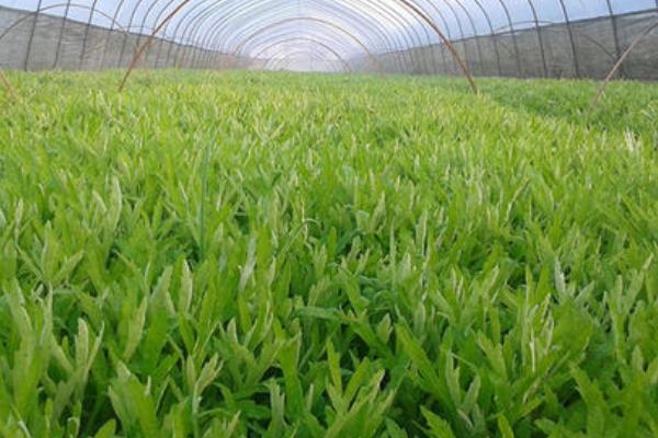 茼蒿种植技术和种植时间的简单介绍