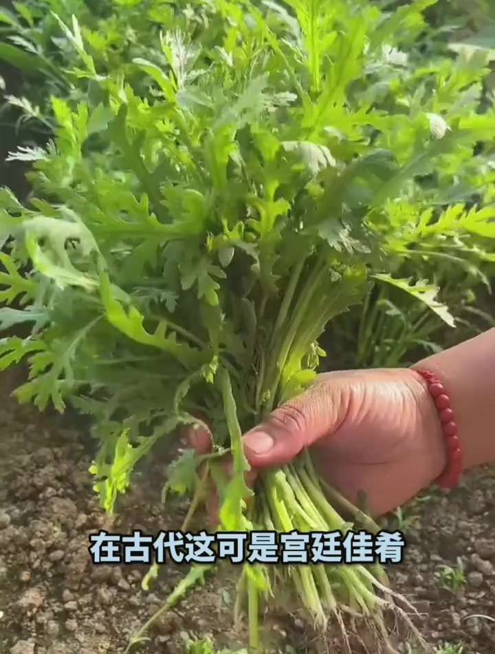 茼蒿种植技术和种植时间的简单介绍