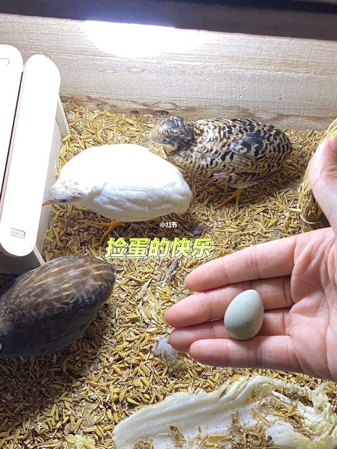 芦丁鸡养殖前景怎么样(芦丁鸡养殖前景怎么样视频)