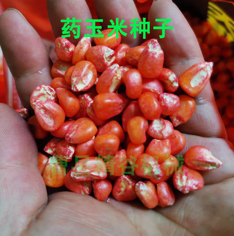 角质玉米种子(高产角质玉米新品种)