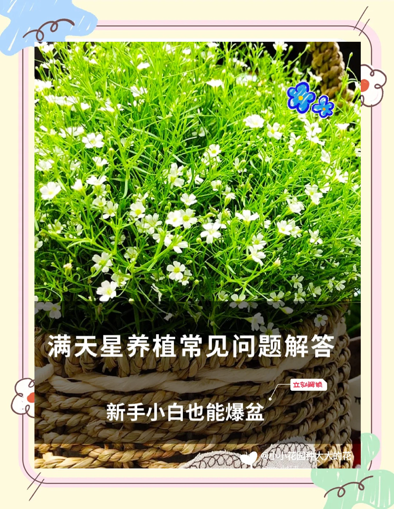 满天星花怎么种(满天星花种子种植方法视频)
